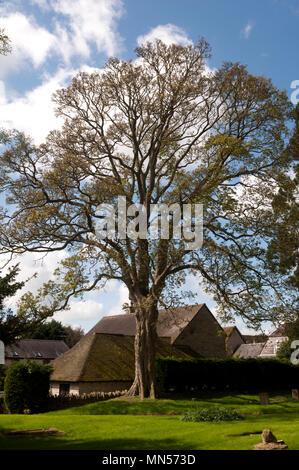 Large Sycamore tree in St. Lawrence`s churchyard, Lighthorne, Warwickshire, England, UK Stock Photo